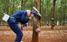 Nhiều dự án trên đất cao su ách tắc do vướng bồi thường, thu hồi đất