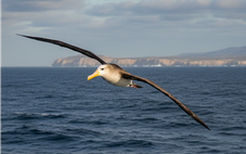 Hải âu sóng 'đi lạc' 5.000 km từ xích đạo đến California, khoa học sửng sốt