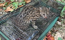 Liên tục mất gà, người dân tìm ra 'thủ phạm' là mèo rừng