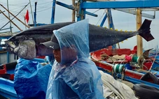Rộn rịp tàu trúng cá ngừ về cảng Đắk Lắk những ngày cận Tết