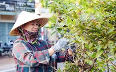 TP.HCM: Hàng trăm người tuốt lá 1.200 cây mai vàng trên tuyến đường 6,4km