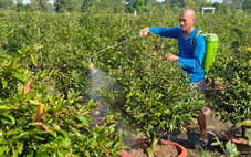 Làng mai vàng Bình Lợi ở TP.HCM tất bật chuẩn bị Tết Bính Ngọ