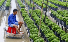 Nam Bộ, TP.HCM mưa trái mùa trong hai ngày tới, người trồng hoa vụ Tết chú ý