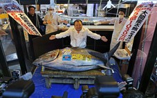 Hơn 3,2 triệu USD một con cá ngừ: Thương vụ mở màn năm mới gây choáng ở chợ Toyosu