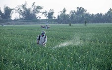 Bổ sung một số loại thuốc phòng trừ sinh vật gây hại trên sầu riêng, thanh long, bưởi