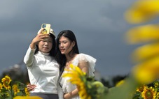 Ngẩn ngơ trước cánh đồng hoa hướng dương ở Quảng Ngãi