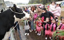 Hội thi Hoa hậu Bò sữa trở lại tại Mộc Châu