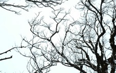 Xuất hiện băng giá trên đỉnh Phja Oắc, Cao Bằng