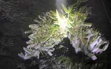 Fansipan -3 độ C, băng giá bao phủ nóc nhà Đông Dương