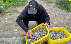 Người nuôi tôm trúng mánh dịp cận Tết
