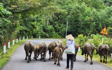 Quốc lộ 24 quá tải: Đề xuất hơn 2.350 tỉ đồng để ‘mở lối’ lên phía tây Quảng Ngãi