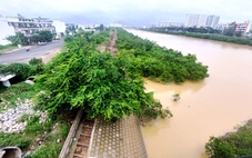 Yêu cầu tham mưu xử lý dứt điểm cây mọc trái thiết kế dự án thoát lũ ở Nha Trang