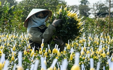 Thủ phủ hoa Mê Linh vào vụ Tết, giá hoa dự báo tăng