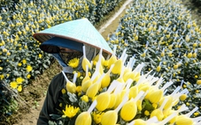 Thủ phủ hoa Mê Linh vào vụ Tết, giá hoa dự báo tăng