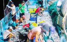 Mỹ cấm nhập 12 nhóm loài thủy sản khai thác: Sẽ hỗ trợ ngư dân chuyển đổi nghề