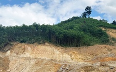 Chủ tịch Ủy ban Mặt trận Tổ quốc TP Đà Nẵng: 'Sẽ tổ chức hội thảo đánh giá toàn diện về rừng keo'