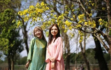 Đường hoàng mai xứ Huế thắm sắc xuân