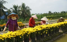 Cúc Hà Lan nở sớm vì thời tiết, nhà vườn Đồng Tháp lặt cánh bán cầm chừng dịp Tết