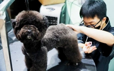 Cận Tết, người trẻ chi tiền mạnh cho thú cưng: spa, khách sạn đều quá tải