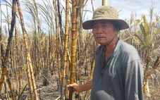 Nông dân xót xa bên những ruộng mía bất ngờ bốc cháy đen ngày giáp Tết