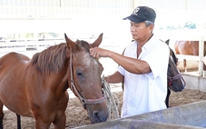 Những người vương vấn nghề nuôi ngựa đua Đức Hòa - Kỳ 1: Đường đua đã dừng, ngựa buồn bên chủ