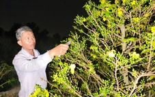 Nông dân làng mai Bình Lợi thấp thỏm chờ khách