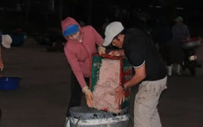 Ngư dân Đà Nẵng săn ruốc biển cận Tết, được mùa nhưng mất giá