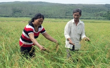 Ngày Tết thèm nếp ngự Sa Huỳnh