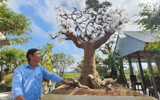 Độc lạ mai ghế