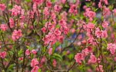 Giấc mộng mùa xuân