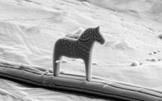 Ngựa Dala nhỏ nhất thế giới, chỉ bằng 1/10 sợi tóc người