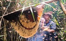 Vào rừng chơi Tết