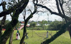 Vẻ đẹp của vườn sưa vàng cổ thụ mùa trụi lá bên sông Tam Kỳ ngày cận Tết