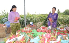 Trái cây chưng Tết: Dưa, thanh long rớt giá; xoài, bưởi hút hàng