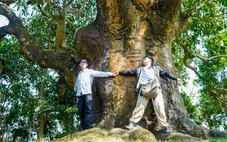 Cây xoài di sản hơn 340 năm ở Cà Mau gắn với truyền thuyết hổ ba chân