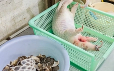 Khởi tố chủ nhà hàng mua tê tê, xẻ thịt, lặt vảy phục vụ thực khách