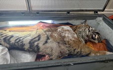 Đột nhập hầm cất giấu, tàng trữ hổ để nấu cao