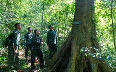 Những người thầm lặng 'ăn Tết rừng' để bảo vệ màu xanh nơi biên viễn