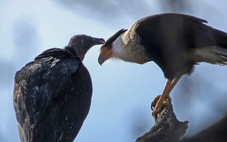 Lần đầu ghi nhận chim khác loài 'chăm sóc' cho nhau giữa đô thị