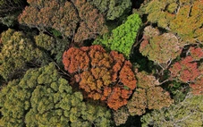 Mùa lá chuyển màu 'nở hoa' ở Măng Đen, hẹn du khách dịp Tết Bính Ngọ 2026