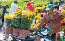 29 Tết rực nắng, hoa Tết TP.HCM đồng loạt hạ giá