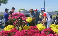 Hoa mai vàng, hoa giấy, quất và dưa hấu chưng Tết ở An Giang giảm giá sốc 50%