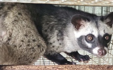 Người dân Cà Mau làm giàu nhờ nuôi chồn hương sinh sản