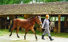 Những con ngựa hiến máu cứu người