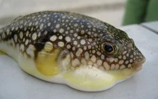 Hai ca nghi ngộ độc cá nóc ở Quảng Ninh, Bộ Y tế yêu cầu khẩn trương điều tra