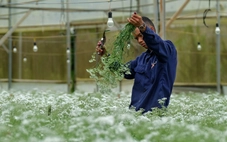 Hoa Đà Lạt: từ 35 lưu dân Hà thành đến vựa hoa châu Á