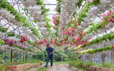 Xuân về trên các vựa hoa Tết Đà Nẵng: Dự kiến giá hoa không tăng