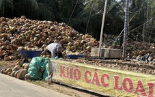 Cận Tết, giá dừa lao dốc, nhà vườn An Giang kêu trời