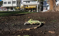 Kỳ nhông ‘rụng như mưa’ vì lạnh, Mỹ kêu gọi người dân tranh thủ ‘thu hoạch’