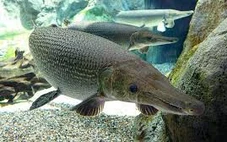 Công an lên tiếng vụ nhiều người nhập viện nghi ngộ độc sau khi ăn trứng cá sấu hỏa tiễn